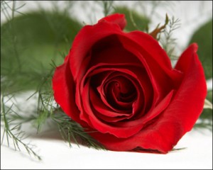 red_rose1