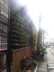 The beautiful vertical garden as you step out of the canteen
